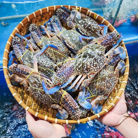Ghẹ sống loại 1